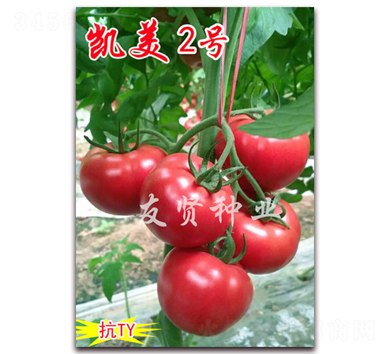 �P��2̖-��ɫ���ѷN��-���t�N�I(y��)