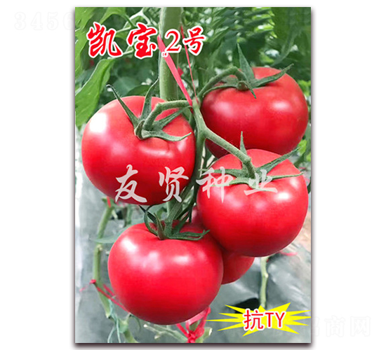 �P��2̖-��ɫ���ѷN��-���t�N�I(y��)