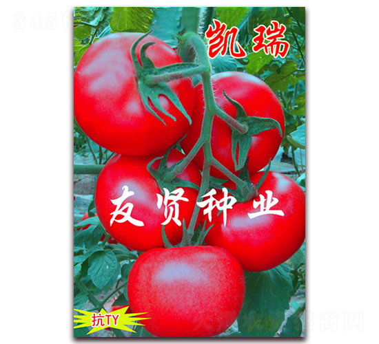 �P��-��ɫ���ѷN��-���t�N�I(y��)