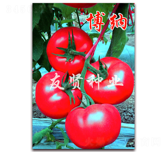 ���{-��ɫ���ѷN��-���t�N�I(y��)