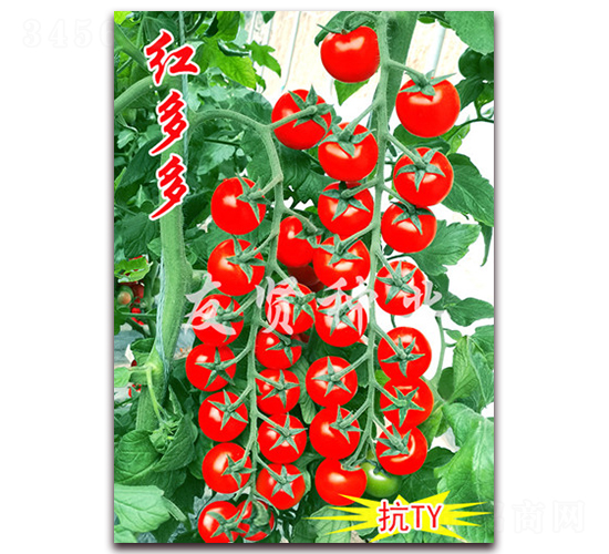 �t���-�tɫ����С���ѷN��-���t�N�I(y��)