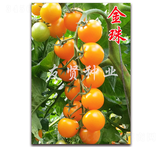 ����-�Sɫ����С���ѷN��-���t�N�I(y��)