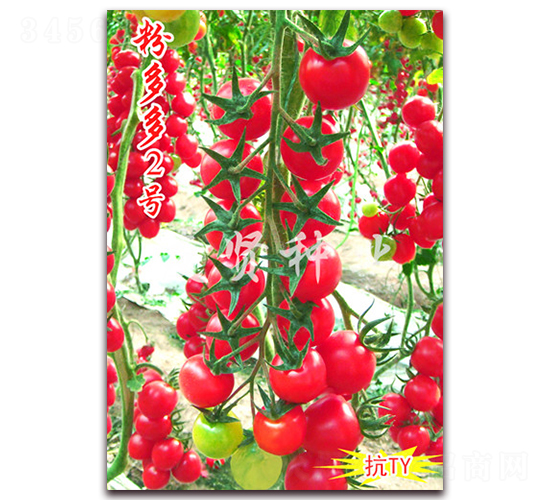 �۶��2̖-��TY��������С���ѷN��-���t�N�I(y��)