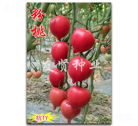 ����-��TY��������С���ѷN��-���t�N�I(y��)