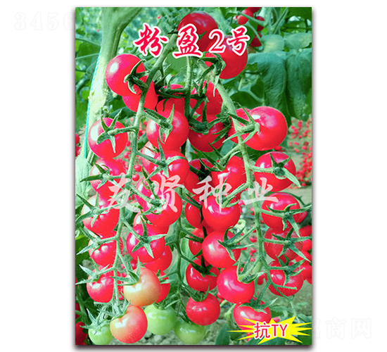 ��ӯ2̖-��TY��������С���ѷN��-���t�N�I(y��)