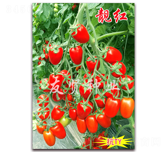 �n�t-��TY��������С���ѷN��-���t�N�I(y��)