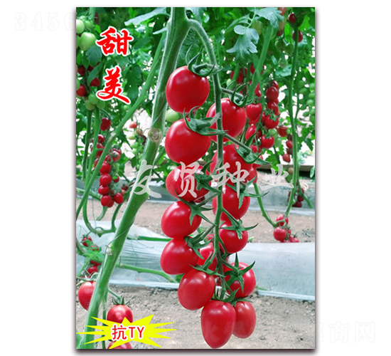 ����-��TY��������С���ѷN��-���t�N�I(y��)