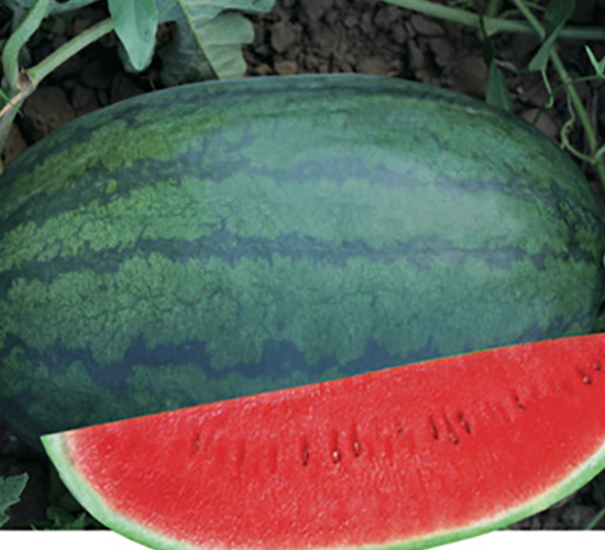 �S����̖-���ϷN��-�Ƶ���