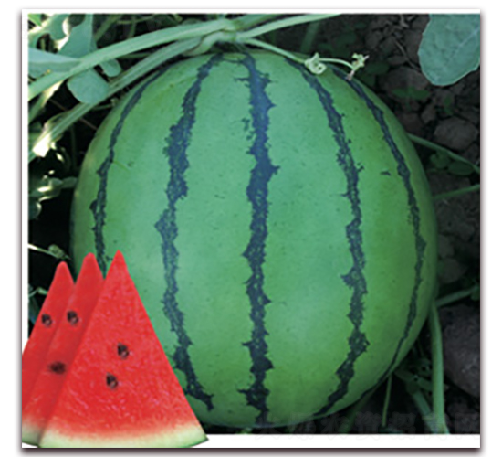 ������-���ϷN��-�Ƶ���