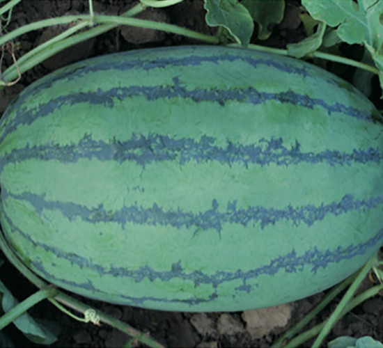 �Ƶ��S��-���ϷN��-�Ƶ���