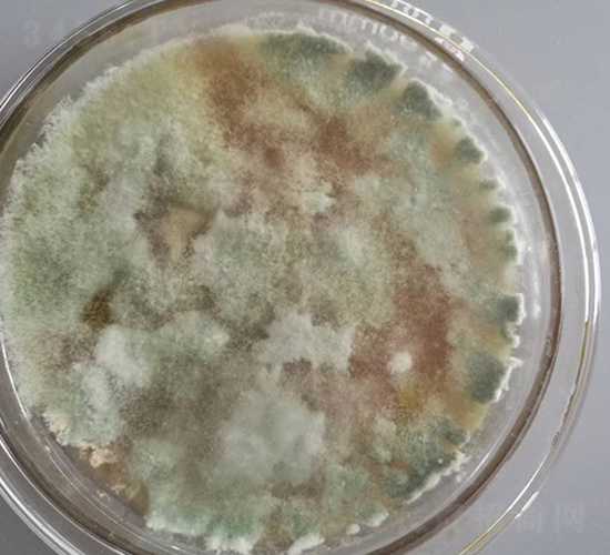 ����ľù-��ʥԴ