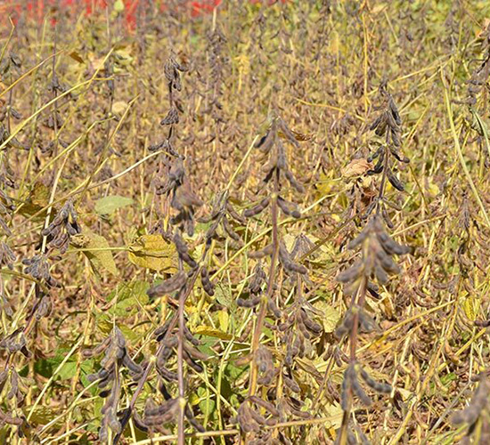 ƽ����16̖-ƽ���N�I(y��)