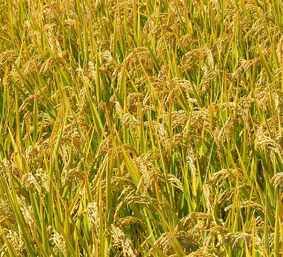 ƽ������8̖(h��o)-ƽ���N�I(y��)