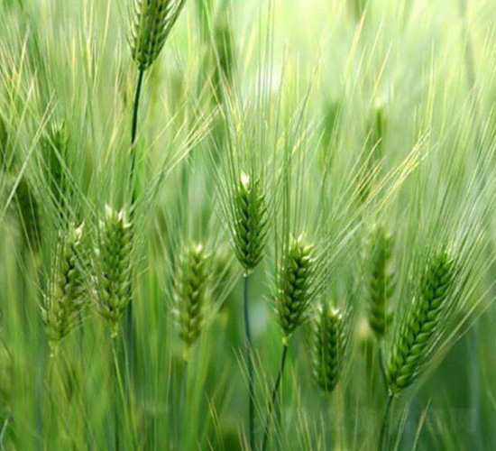 ����7̖(h��o)-ƽ���N�I(y��)