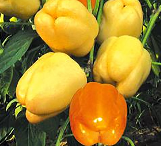 ����ِ-�ʽ��N��-ɣ�r(n��ng)�N�I(y��)