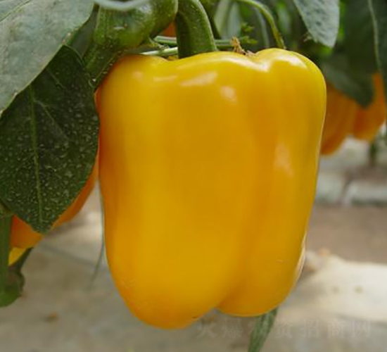 ���x-�ʽ��N��-ɣ�r�N�I(y��)