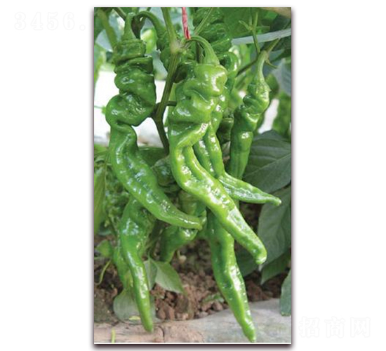 �M�S��̖(h��o)-�⽷�N��-ɣ�r(n��ng)�N�I(y��)