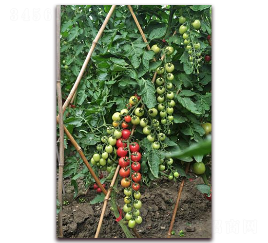 �۴�-���ѷN��-ɣ�r(n��ng)�N�I(y��)