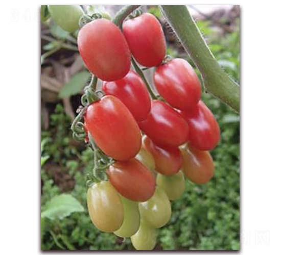 ��õ��M-2-���ѷN��-ɣ�r(n��ng)�N�I(y��)