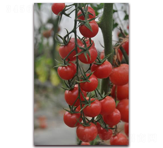 ����T2-��TY���ѷN��-ɣ�r(n��ng)�N�I(y��)