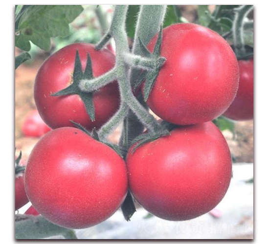 ëT-��TY���ѷN��-ɣ�r(n��ng)�N�I(y��)