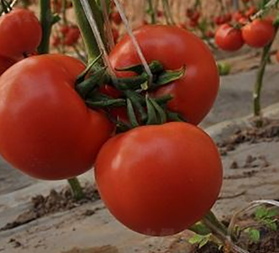 ɣ�r(n��ng)P33-��TY���ѷN��-ɣ�r(n��ng)�N�I(y��)