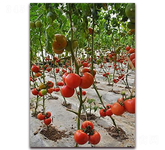 ɣ�rP377-��TY���ѷN��-ɣ�r�N�I(y��)