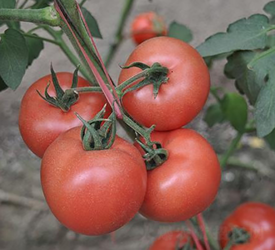 ɣ�r(n��ng)P380-��TY���ѷN��-ɣ�r(n��ng)�N�I(y��)