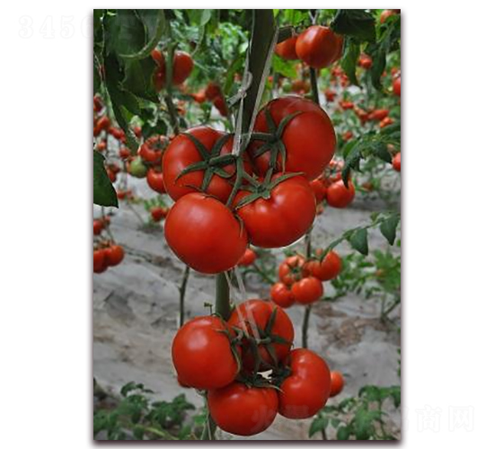 ɣ�r(n��ng)R116-��TY���ѷN��-ɣ�r(n��ng)�N�I(y��)