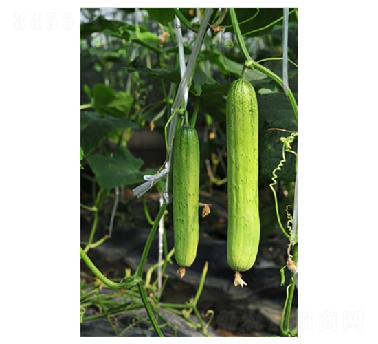 �����-�S�ϷN��-�߿ƷN�I(y��)