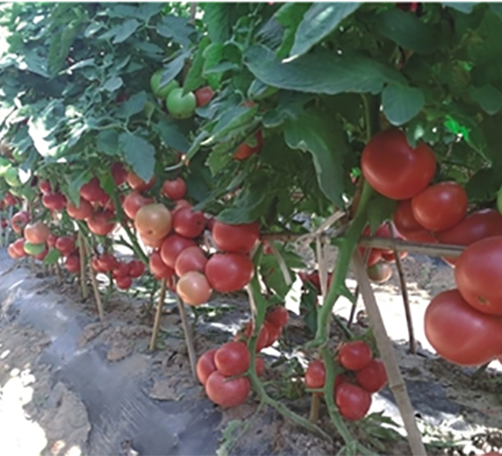 �ҵ�254-���ѷN��-�߿ƷN�I(y��)