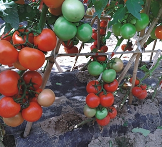 ���363-���ѷN��-�߿ƷN�I(y��)