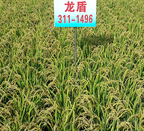 ����311-1496-ˮ���N��-ɏ�R�r(n��ng)�I(y��)