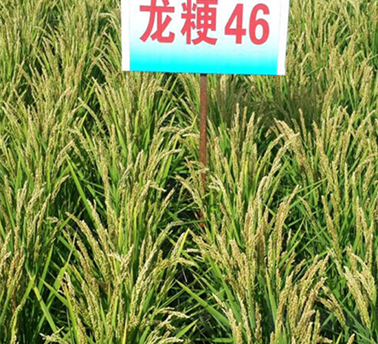 ����46-ˮ���N��-ɏ�R�r(n��ng)�I(y��)