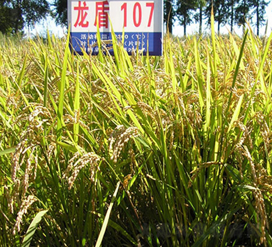 ����107-ˮ���N��-ɏ�R�r(n��ng)�I(y��)