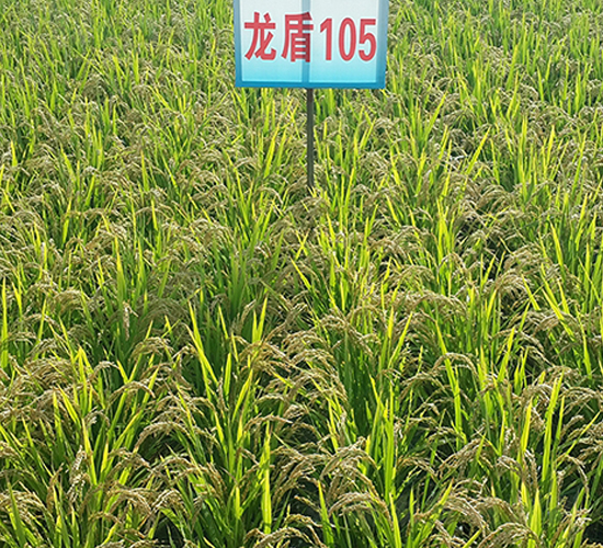 ����105-ˮ���N��-ɏ�R�r(n��ng)�I(y��)