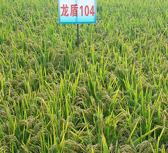 ����104-ˮ���N��-ɏ�R�r(n��ng)�I(y��)