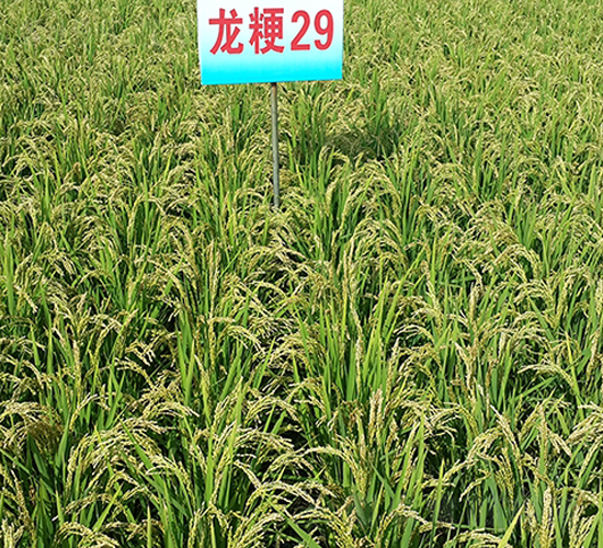 ����29-ˮ���N��-ɏ�R�r(n��ng)�I(y��)