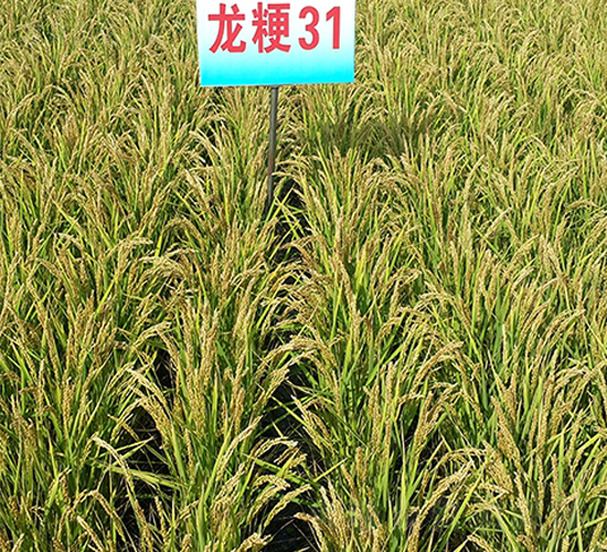 ����31-ˮ���N��-ɏ�R�r�I(y��)