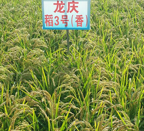 ���c��3̖-ˮ���N��-ɏ�R�r(n��ng)�I(y��)