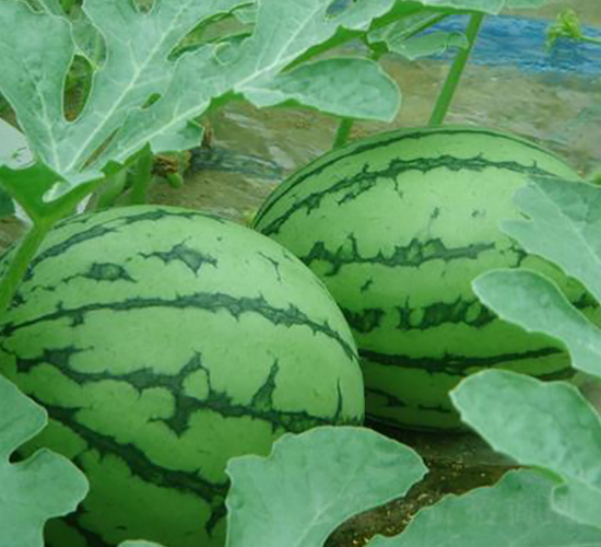 �SС��2̖����-���ϷN��-���\�N��