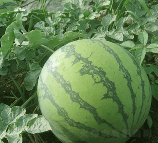 ����t����-���ϷN��-���\(ch��ng)�N��