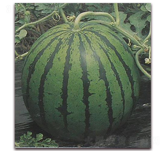 �İ�����-���ϷN��-���\(ch��ng)�N��