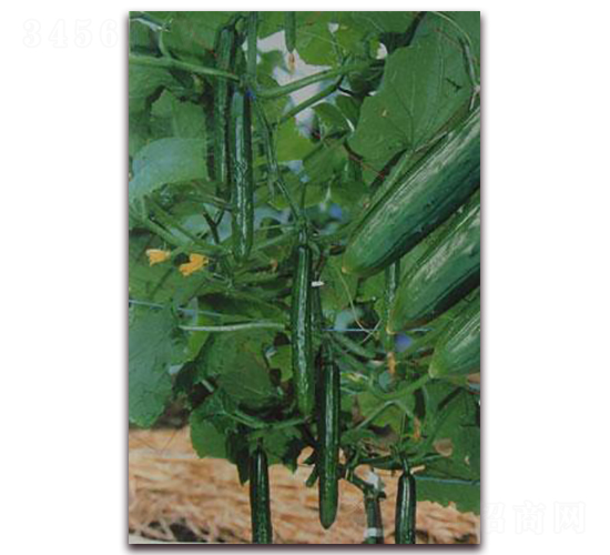 С���S��-�S�ϷN��-���\(ch��ng)�N��