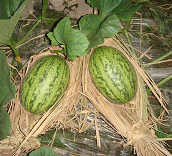 �������-��ϷN��-���\(ch��ng)�N��