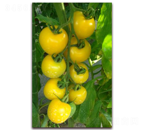 �S�����ͷ���-���ѷN��-���\(ch��ng)�N��