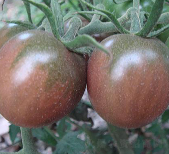 ����50С����-���ѷN��-���\�N��