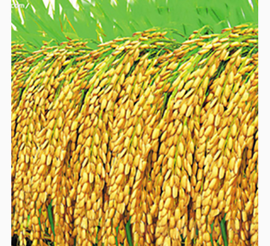 ����4̖-�Rɽ�N�I(y��)