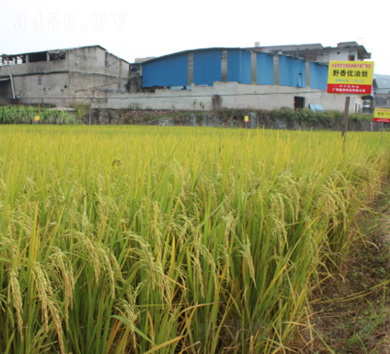 Ұ�マ(y��u)�ͽz-�G���N�I(y��)