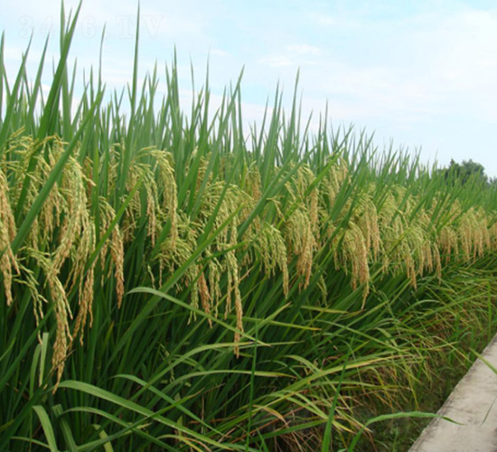 Ұ�マ(y��u)�ͽz-�G���N�I(y��)